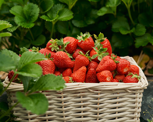Strawberry Base
