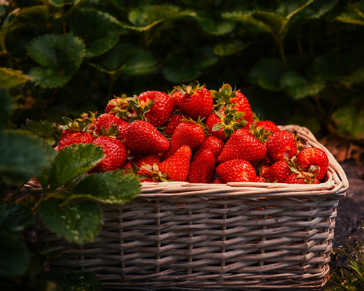 Strawberry Base